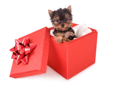 pupgift